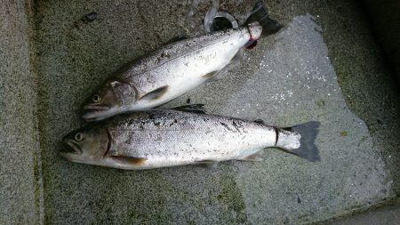 みどりフィッシングエリア 釣果