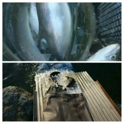 みどりフィッシングエリア 釣果