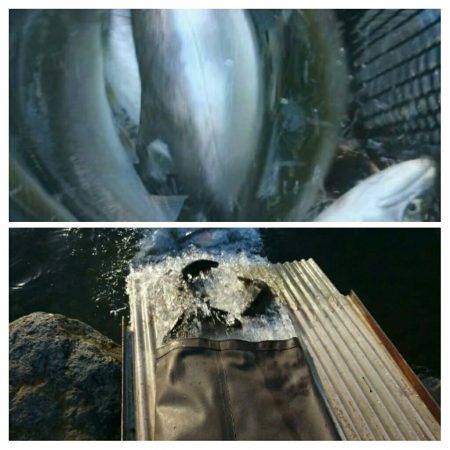 みどりフィッシングエリア 釣果