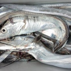 オーフリー 釣果