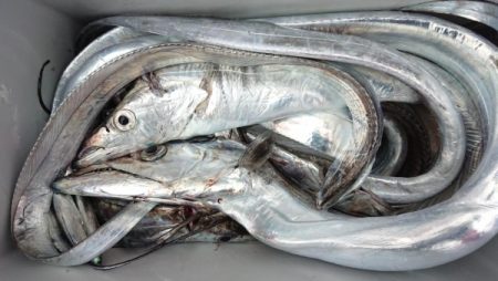 オーフリー 釣果