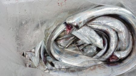 オーフリー 釣果