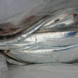 オーフリー 釣果