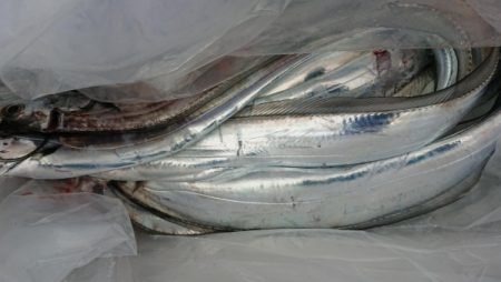 オーフリー 釣果