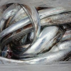 オーフリー 釣果