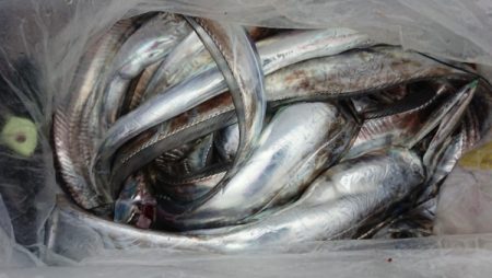 オーフリー 釣果