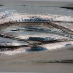 オーフリー 釣果