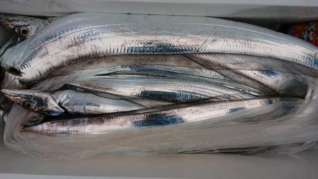 オーフリー 釣果