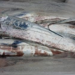 オーフリー 釣果