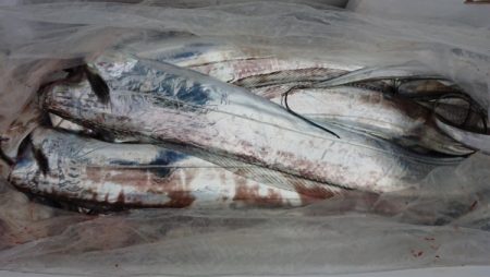 オーフリー 釣果