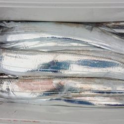 オーフリー 釣果