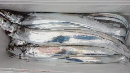 オーフリー 釣果