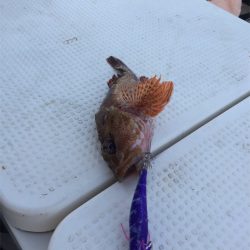 マタウマリンサービス 釣果