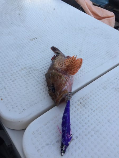 マタウマリンサービス 釣果