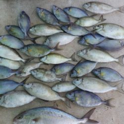 本部釣りイカダ 釣果