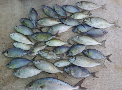 本部釣りイカダ 釣果