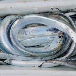 オーフリー 釣果