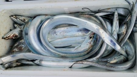 オーフリー 釣果