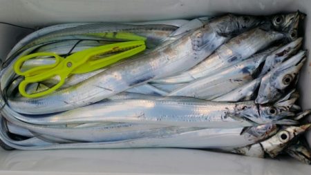 オーフリー 釣果