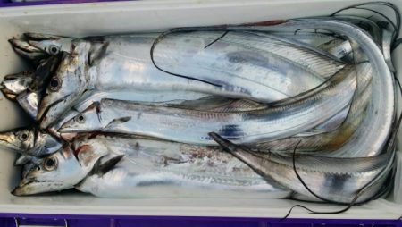 オーフリー 釣果