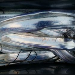 オーフリー 釣果