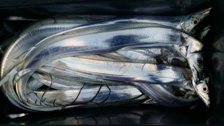 オーフリー 釣果