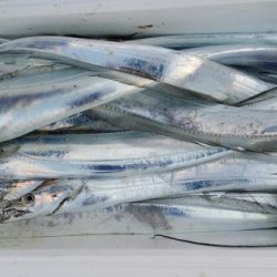 オーフリー 釣果