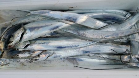 オーフリー 釣果