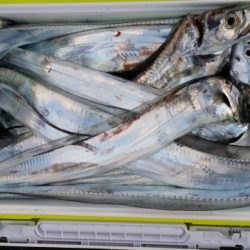 オーフリー 釣果