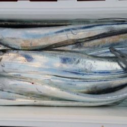 オーフリー 釣果