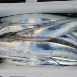 オーフリー 釣果