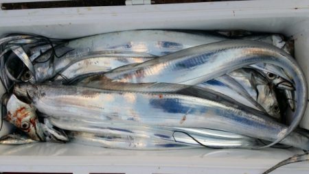 オーフリー 釣果