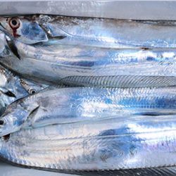 松本釣船２ 釣果