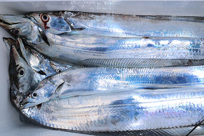 松本釣船２ 釣果