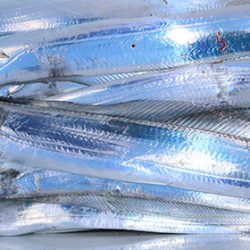 松本釣船２ 釣果