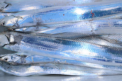 松本釣船２ 釣果