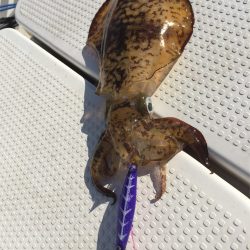 マタウマリンサービス 釣果