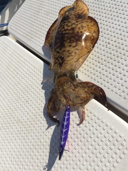 マタウマリンサービス 釣果