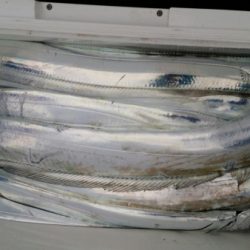 オーフリー 釣果