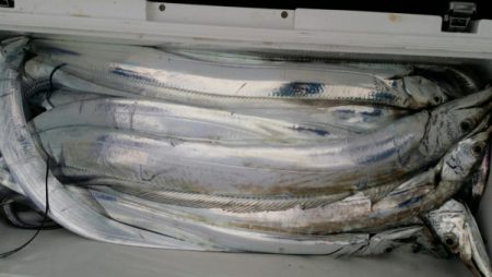 オーフリー 釣果