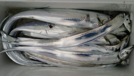 オーフリー 釣果