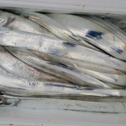 オーフリー 釣果