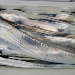 オーフリー 釣果