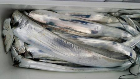 オーフリー 釣果