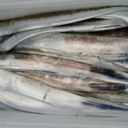 オーフリー 釣果