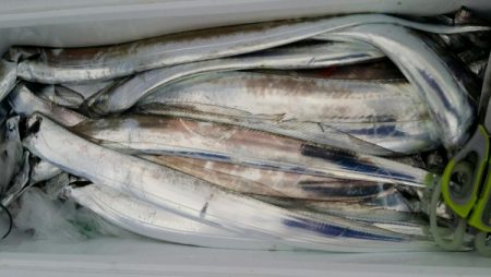 オーフリー 釣果