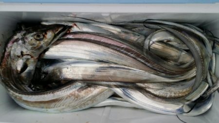 オーフリー 釣果