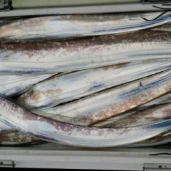 オーフリー 釣果