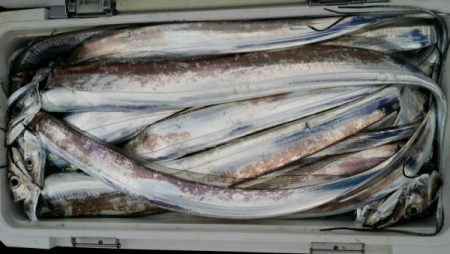 オーフリー 釣果