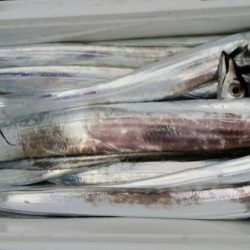 オーフリー 釣果